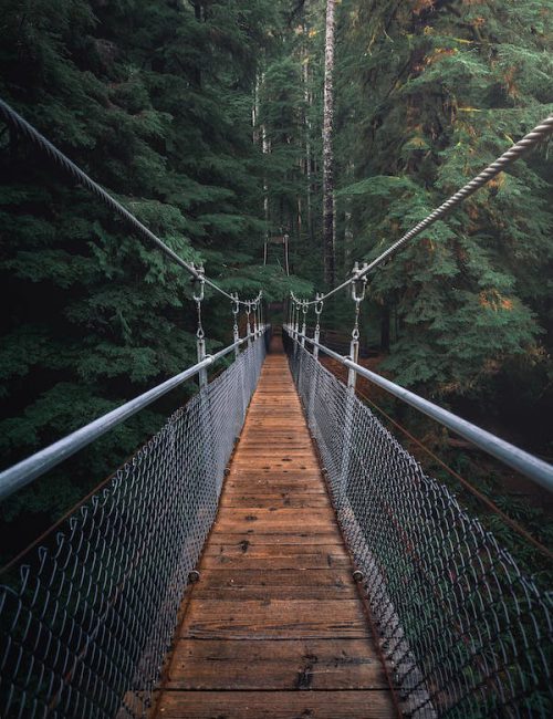 Bridge leading into the forest.